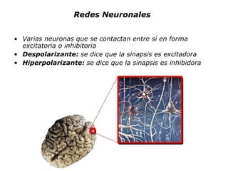 Redes Neuronales Varias neuronas que se contactan entre sí en forma excitatoria o inhibitoria Despolarizante:  se dice que la sinapsis es excitadora Hiperpolarizante:  se dice que la sinapsis es inhibidora 