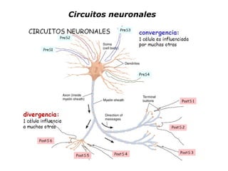 Circuitos neuronales 