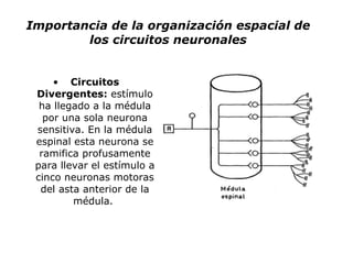 Importancia de la organización espacial de los circuitos neuronales Circuitos Divergentes:  estímulo ha llegado a la médula por una sola neurona sensitiva. En la médula espinal esta neurona se ramifica profusamente para llevar el estímulo a cinco neuronas motoras del asta anterior de la médula.  