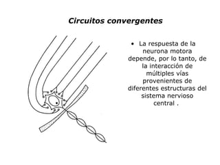 Circuitos convergentes La respuesta de la neurona motora depende, por lo tanto, de la interacción de múltiples vías provenientes de diferentes estructuras del sistema nervioso central .  
