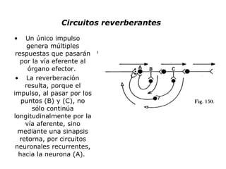 Circuitos reverberantes Un único impulso genera múltiples respuestas que pasarán por la vía eferente al órgano efector.  La reverberación resulta, porque el impulso, al pasar por los puntos (B) y (C), no sólo continúa longitudinalmente por la vía aferente, sino mediante una sinapsis retorna, por circuitos neuronales recurrentes, hacia la neurona (A).  