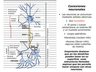 Conexiones neuronales Las neuronas se comunican mediante señales eléctricas Son  excitables El soma ( cuerpo celular)tiene un extenso RE y un nucleolo prominente Largos apéndices: Dendritas (reciben info) Axones (llevan info); algunos están cubiertos de mielina Dirección de transmisión  sináptica Núcleo Dendritas Cuerpo celular Vaina mielínica sinapsis Axón terminal presináptico Espacio sináptico Dendrita postsináptica Neuronas Presinápticas Neuronas Postsinápticas Importante destacar que en las dendritas pueden tener en su superficie  unas estructuras llamadas espinas que les permite hacer sinapsis con otras neuronas. Dendrita 