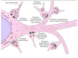 Suelen ser neuropéptidos (proteínas). Vesículas de secreción mas grandes y densas. Se puede liberar mas de 1 tipo al mismo tiempo que el NT. Actúan a [ ] mas bajas Receptores en membranas post o presinápticas No producen PEPS/PIPS. Efectos más lentos y duraderos (cambiar velocidad de síntesis del NT, modifican la respuesta al NT...). Ejemplos: CCK (saciedad/no dolor), cafeína… 6. Neuromoduladores 