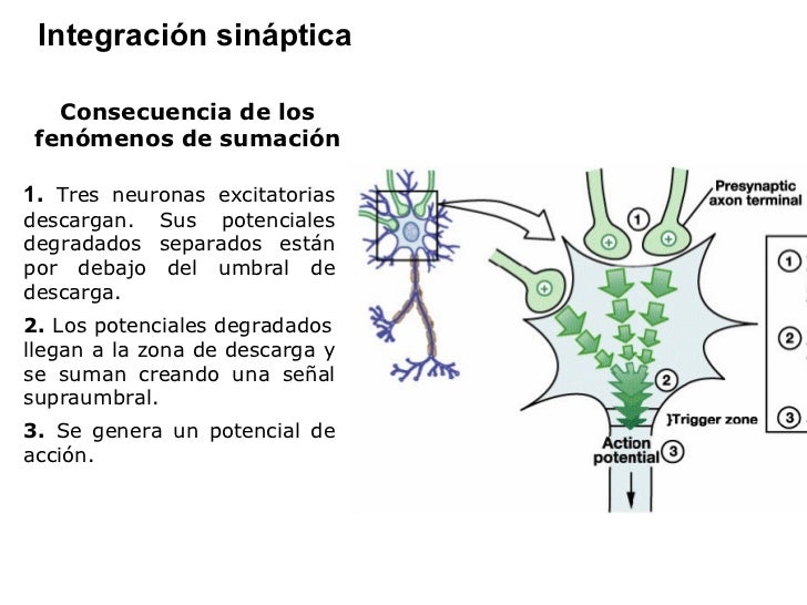 Sinapsisas