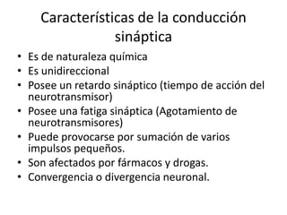 Características de la conducción
                sináptica
• Es de naturaleza química
• Es unidireccional
• Posee un retardo sináptico (tiempo de acción del
  neurotransmisor)
• Posee una fatiga sináptica (Agotamiento de
  neurotransmisores)
• Puede provocarse por sumación de varios
  impulsos pequeños.
• Son afectados por fármacos y drogas.
• Convergencia o divergencia neuronal.
 