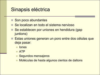 Sinapsis eléctrica

 Son poco abundantes
 Se localizan en todo el sistema nervioso
 Se establecen por uniones en hendidura (gap
  juntions)
 Estas uniones generan un poro entre dos células que
  deja pasar:
      Iones
      ATP
      Segundos mensajeros
      Moléculas de hasta algunos cientos de daltons.
 