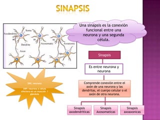 Sinapsis | PPTX