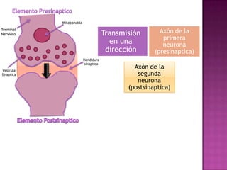 Sinapsis | PPT | Descarga Gratuita