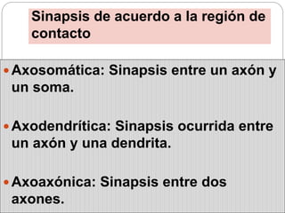 Sinapsis | PPTX | Brain and Nervous System Disorders | Diseases and ...