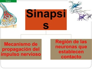 Sinapsi
s
Mecanismo de
propagación del
impulso nervioso
Región de las
neuronas que
establecen
contacto
 