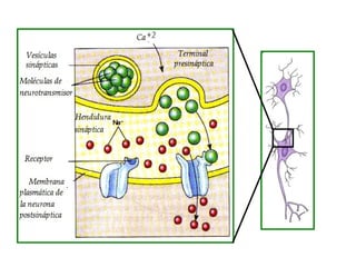 Sinapsis inhibitoria
• Los neurotransmisores inhibitorios, abren canales
de cloro y/o potasio.
• Si abren canales de potas...