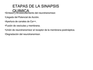 ETAPAS DE LA SINAPSIS
QUIMICA•Síntesis y envesiculamiento del neurotransmisor.
•Llegada del Potencial de Acción.
•Apertura...