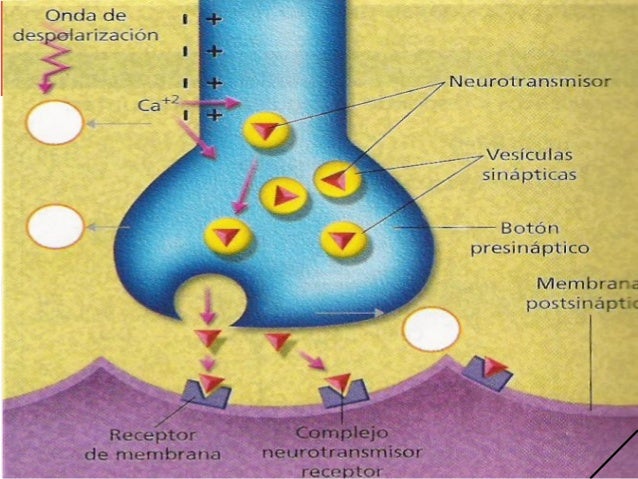 Imagen relacionada