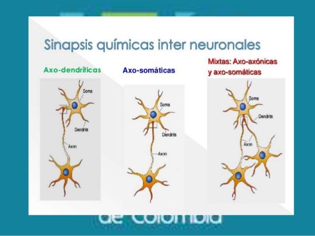 Sinapsis y potencial de accion