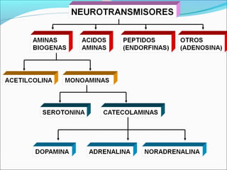 Neurotransmisores
Neuromodulador, neurorregulador, neurohormona o
neuromediador.
Los principales neurotransmisores son:
...