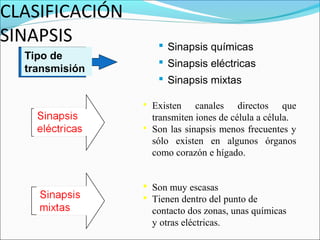 CLASIFICACIÓN
SINAPSIS
Tipo de
transmisión
 Sinapsis químicas
 Sinapsis eléctricas
 Sinapsis mixtas
 Existen canales d...