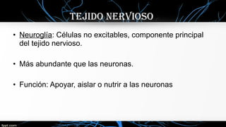 • Neuroglía: Células no excitables, componente principal
del tejido nervioso.
• Más abundante que las neuronas.
• Función: Apoyar, aislar o nutrir a las neuronas
TEJIDO NERVIOSO
 