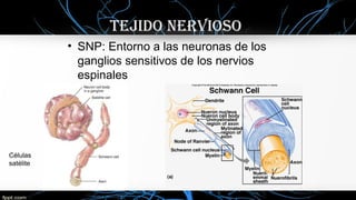 • SNP: Entorno a las neuronas de los
ganglios sensitivos de los nervios
espinales
TEJIDO NERVIOSO
Células
satélite
 