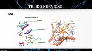 • SNC
TEJIDO NERVIOSO
 