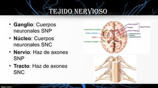 TEJIDO NERVIOSO
• Ganglio: Cuerpos
neuronales SNP
• Núcleo: Cuerpos
neuronales SNC
• Nervio: Haz de axones
SNP
• Tracto: Haz de axones
SNC
 