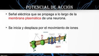 POTENcIal DE accIóN
• Señal eléctrica que se propaga a lo largo de la
membrana plasmática de una neurona.
• Se inicia y desplaza por el movimiento de iones
 