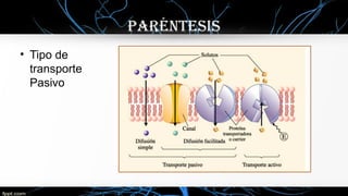 • Tipo de
transporte
Pasivo
PaRéNTESIS
 