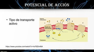 POTENcIal DE accIóN
• Tipo de transporte
activo
https://www.youtube.com/watch?v=hcF8ZiintNA
 