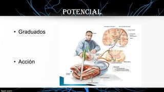 • Graduados
• Acción
POTENcIal
 
