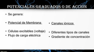 • Se genera:
• Potencial de Membrana
• Células excitables (voltaje)
• Flujo de carga eléctrica
POTENcIalES gRaDuaDOS O DE accIóN
• Canales iónicos
• Diferentes tipos de canales
• Gradiente de concentración
 