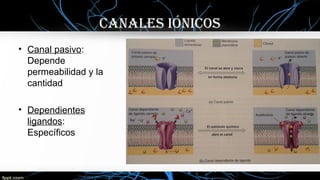 • Canal pasivo:
Depende
permeabilidad y la
cantidad
• Dependientes
ligandos:
Específicos
caNalES IóNIcOS
 