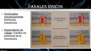 • Accionados
mecánicamente:
Estímulos
mecánicos
• Dependiente de
voltaje: Cambio en
potencial de la
membrana
caNalES IóNIcOS
 
