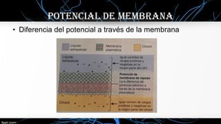 • Diferencia del potencial a través de la membrana
POTENcIal DE mEmbRaNa
 