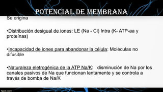 Se origina
•Distribución desigual de iones: LE (Na - Cl) Intra (K- ATP-aa y
proteínas)
•Incapacidad de iones para abandonar la célula: Moléculas no
difusible
•Naturaleza eletrogénica de la ATP Na/K: disminución de Na por los
canales pasivos de Na que funcionan lentamente y se controla a
través de bomba de Na/K
POTENcIal DE mEmbRaNa
 