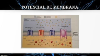 Potencial de membrana
 