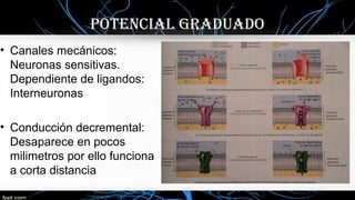 Potencial graduado
• Canales mecánicos:
Neuronas sensitivas.
Dependiente de ligandos:
Interneuronas
• Conducción decremental:
Desaparece en pocos
milimetros por ello funciona
a corta distancia
 