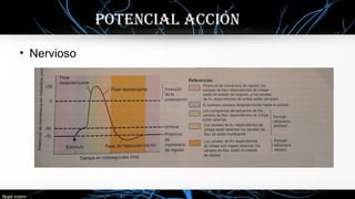 Potencial acción
• Nervioso
 