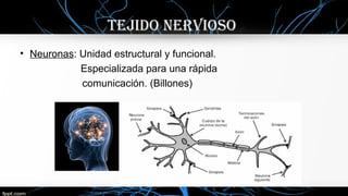 TEJIDO NERVIOSO
• Neuronas: Unidad estructural y funcional.
Especializada para una rápida
comunicación. (Billones)
 
