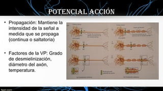 Potencial acción
• Propagación: Mantiene la
intensidad de la señal a
medida que se propaga
(continua o saltatoria)
• Factores de la VP: Grado
de desmielinización,
diámetro del axón,
temperatura.
 