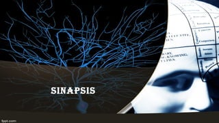 sinaPsis
 