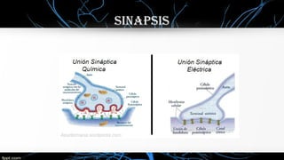sinaPsis
 