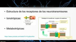 • Estructura de los receptores de los neurotransmisores
• Ionotrópicas:
• Metabotrópicas:
https://www.youtube.com/watch?v=fi-pyIkymKw
 