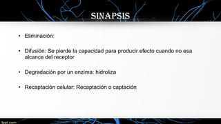 • Eliminación:
• Difusión: Se pierde la capacidad para producir efecto cuando no esa
alcance del receptor
• Degradación por un enzima: hidroliza
• Recaptación celular: Recaptación o captación
sinaPsis
 