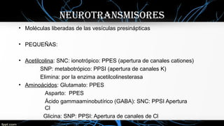neurotransmisores
• Moléculas liberadas de las vesículas presinápticas
• PEQUEÑAS:
• Acetilcolina: SNC: ionotrópico: PPES (apertura de canales cationes)
SNP: metabotrópico: PPSI (apertura de canales K)
Elimina: por la enzima acetilcolinesterasa
• Aminoácidos: Glutamato: PPES
Asparto: PPES
Ácido gammaaminobutírico (GABA): SNC: PPSI Apertura
Cl
Glicina: SNP: PPSI: Apertura de canales de Cl
 