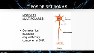 TIPOS DE NEURONAS
MOTORAS
MULTIPOLARES:
• Controlan los
músculos
esqueléticos y
componen el SNA
Ramo contralateral
 