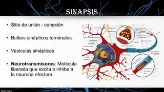SINAPSIS
• Sitio de unión - conexión
• Bulbos sinápticos terminales
• Vesículas sinápticas
• Neurotransmisores: Molécula
liberada que excita o inhibe a
la neurona efectora
 