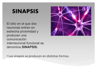 SINAPSIS
El sitio en el que dos
neuronas entran en
estrecha proximidad y
producen una
comunicación
interneuronal funcional se
denomina SINAPSIS.
* Las sinapsis se producen en distintas formas.
 