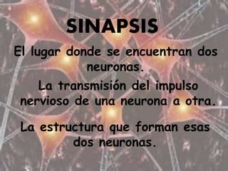 SINAPSIS
El lugar donde se encuentran dos
neuronas.
La transmisión del impulso
nervioso de una neurona a otra.
La estructura que forman esas
dos neuronas.
 