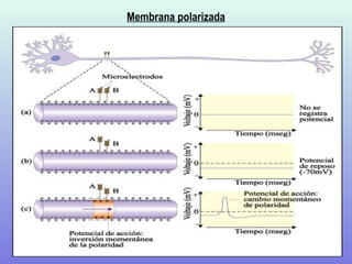 Membrana polarizada
 