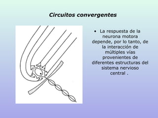 Circuitos convergentes
• La respuesta de la
neurona motora
depende, por lo tanto, de
la interacción de
múltiples vías
provenientes de
diferentes estructuras del
sistema nervioso
central .
 