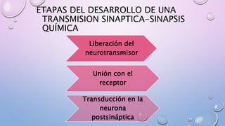 ETAPAS DEL DESARROLLO DE UNA
TRANSMISION SINAPTICA-SINAPSIS
QUÍMICA
Liberación del
neurotransmisor
Unión con el
receptor
T...